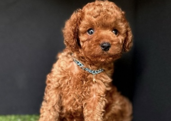 Ped eğitimli  toy poodle yavrular